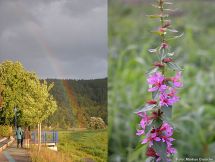 3 Uferpromenade und Blutweiderich